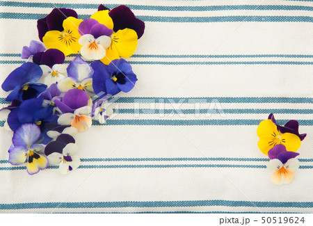 パンジー パンジー 50519624