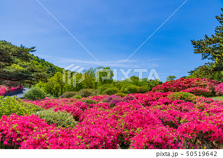 静岡県伊東市 小室山公園のつつじの写真素材