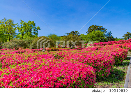 静岡県伊東市　小室山公園のつつじ 50519650
