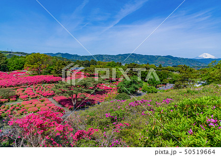 静岡県伊東市 小室山公園のつつじの写真素材