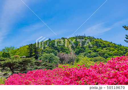 静岡県伊東市 小室山公園のつつじ 静岡県伊東市 小室山公園のつつじ 50519670