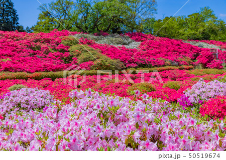 静岡県伊東市　小室山公園のつつじ 50519674