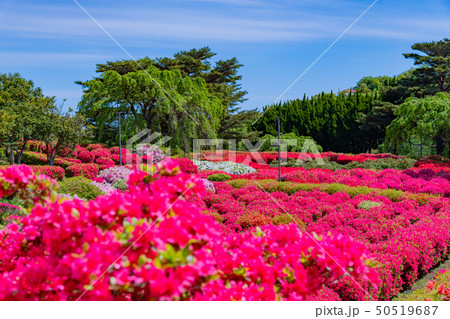 静岡県伊東市　小室山公園のつつじ 50519687