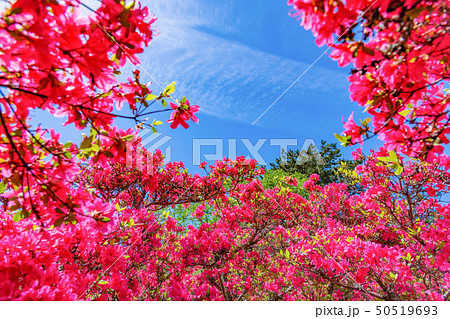 静岡県伊東市　小室山公園のつつじ 50519693