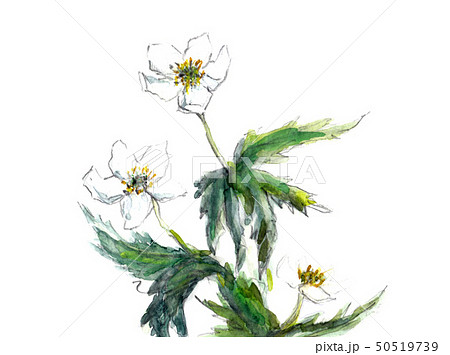 Nirinso Stock Illustration
