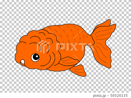 Goldfish Ranchu Ranchu - Stock Illustration [50520135] - PIXTA