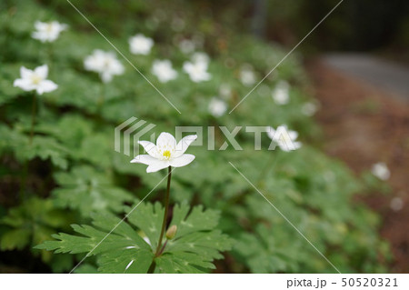 二リンソウ 群生した二輪草 下に花と蕾をクローズアップの写真素材