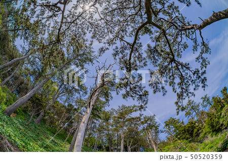 静岡県伊東市　城ヶ崎海岸　魚眼レンズ 50520359