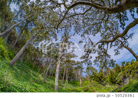 静岡県伊東市　城ヶ崎海岸　魚眼レンズ 50520361