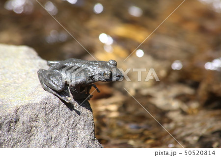 カジカガエル カジカガエル 50520814