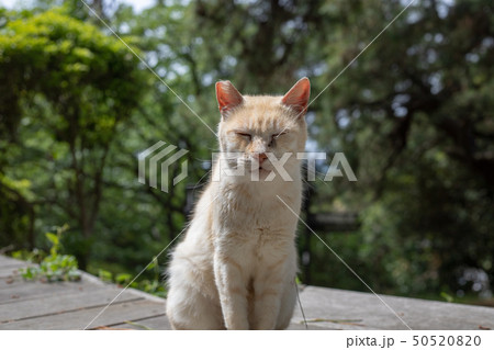 修羅の国のネコは目つきが悪い 50520820