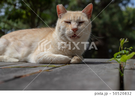 修羅の国のネコは目つきが鋭い【ワル猫】 50520832