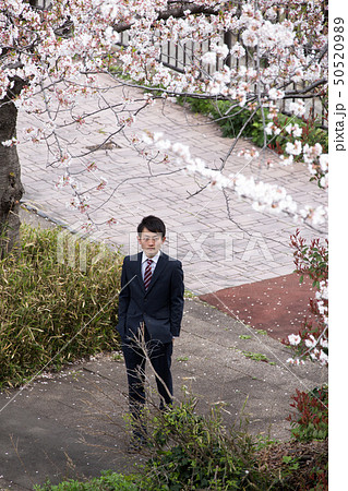 桜の木の下でたたずむ男性 桜の木の下でたたずむ男性 50520989