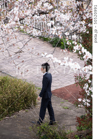 桜の木の下でたたずむ男性 50520991