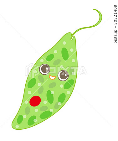 ユーグレナ ミドリムシ Euglena 50521409