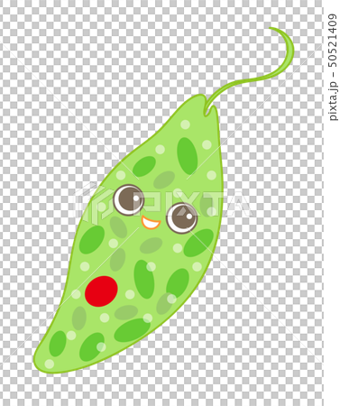 ユーグレナ ミドリムシ Euglena 50521409