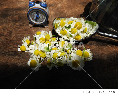 カモミール 2 カモミール 2 50521440