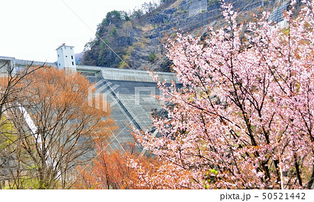 春の豊丘ダム 50521442