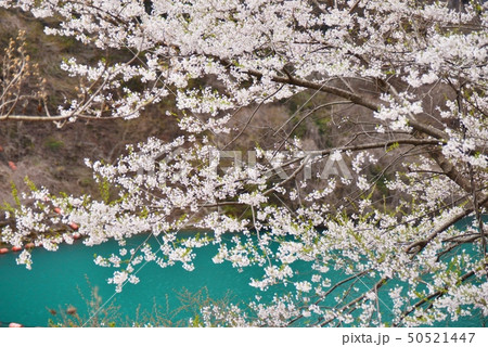 満開の山桜とエメラルドグリーンの湖面 満開の山桜とエメラルドグリーンの湖面 50521447