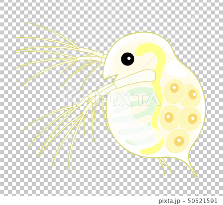 ミジンコ Daphnia 50521591