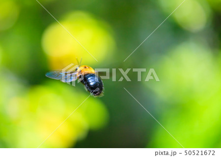 ホバリングするクマバチ ホバリングするクマバチ 50521672
