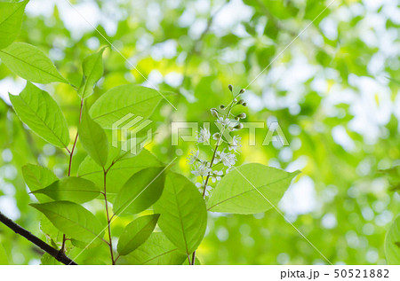 上溝桜 ウワミズザクラ (学名 Padus grayana) 50521882