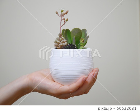 多肉植物の寄せ植え 50522031