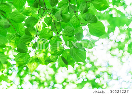 新緑イメージ 新緑イメージ 50522227