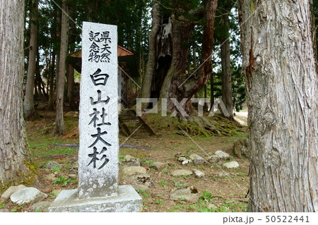 石原白山社の大杉 北安曇郡小谷村 石原白山社の大杉 北安曇郡小谷村 50522441