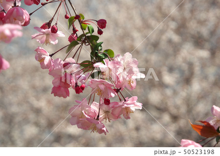 ハナカイドウ(花海棠) ハナカイドウ(花海棠) 50523198