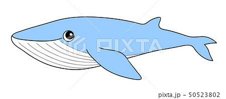 シロナガスクジラ Bluewhaleのイラスト素材 50523802 Pixta