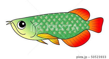 アロワナ Arowana アロワナ Arowana 50523933