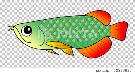 アロワナ Arowana アロワナ Arowana 50523933