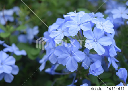 花 50524631