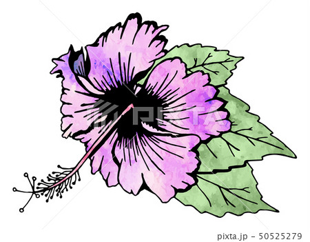 Hibiscus flower with leaves Hibiscus flower with leaves 50525279
