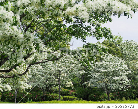 城北公園のなんじゃもんじゃ 50525772