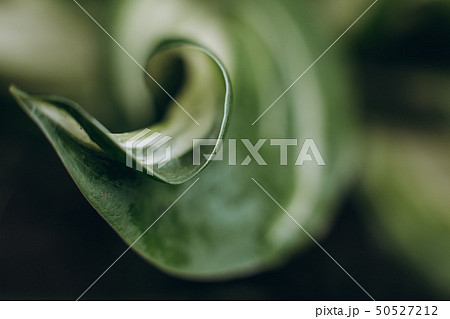 leaves tropical green macro blur drops shine 50527212