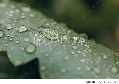 water drops leaf tropical plant watering water drops leaf tropical plant watering 50527215