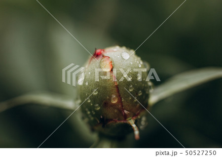 water drops plant flower peony bud texture 50527250
