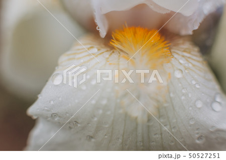 flower white petals daisy texture pollen blur 50527251