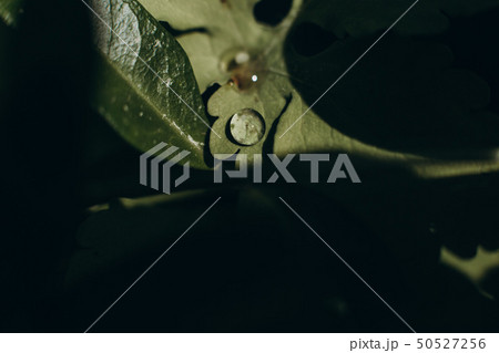 leaves tropical green macro blur drops shine leaves tropical green macro blur drops shine 50527256