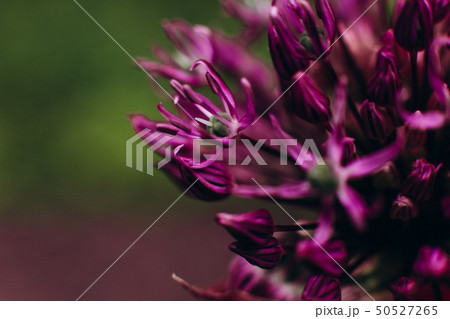 blooming bud purple flower texture stamens pollen blooming bud purple flower texture stamens pollen 50527265