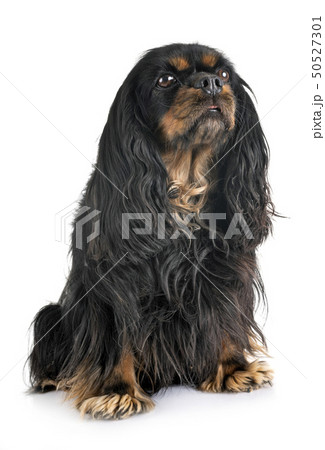 cavalier king charles cavalier king charles 50527301