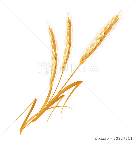 麦のイラスト素材