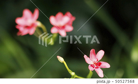 ヒメヒョウギの花 50527568