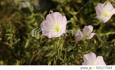 ヒルザキツキミソウの花 50527569
