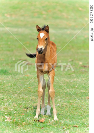 サラブレッド　子馬 50527800