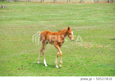 サラブレッド　子馬 50527810