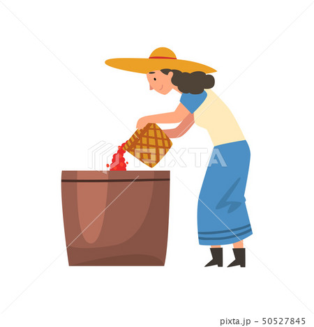 Female Farmer Pouring Coffee Beans into Large Basket, Harvesting, Coffee Industry Production Stage Female Farmer Pouring Coffee Beans into Large Basket, Harvesting, Coffee Industry Production Stage 50527845