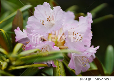 淡い色合いが美しいシャクナゲの花 50527891